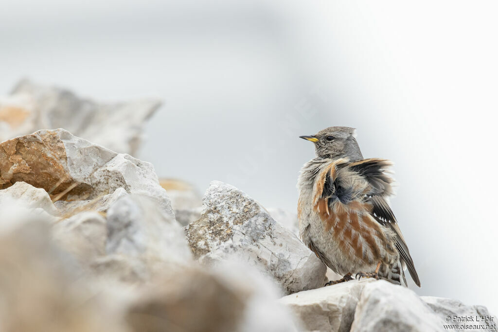 Alpine Accentor