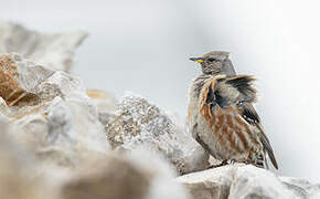 Alpine Accentor