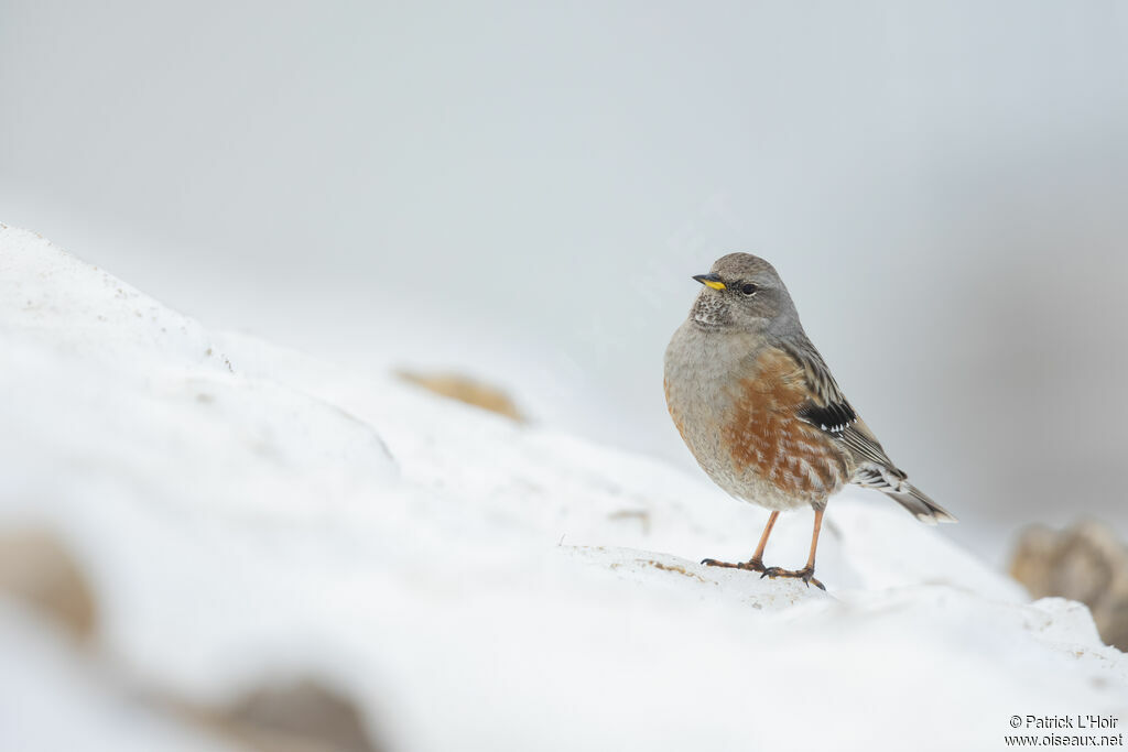 Accenteur alpin