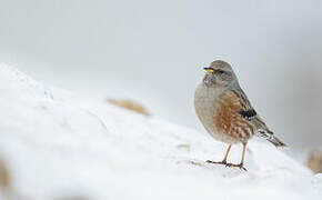 Alpine Accentor