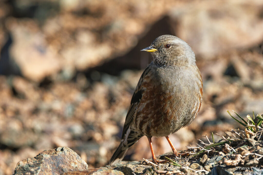 Alpine Accentor