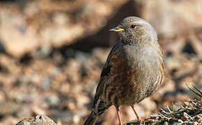 Accenteur alpin