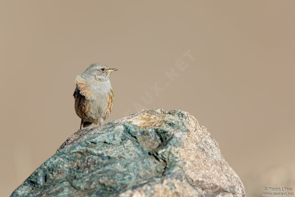 Alpine Accentor