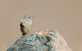 Alpine Accentor