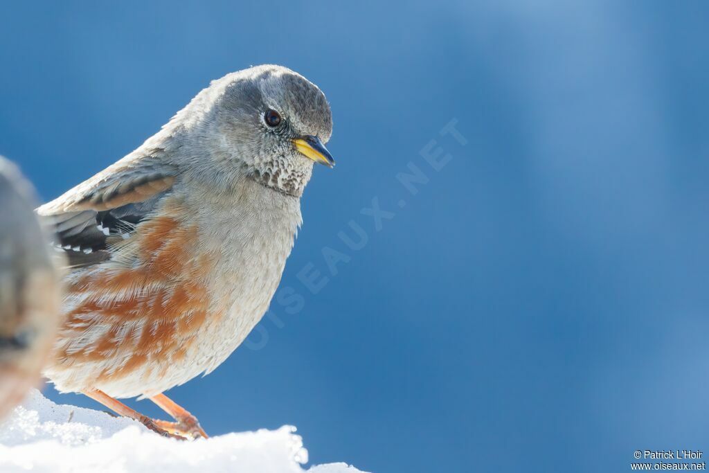 Alpine Accentor