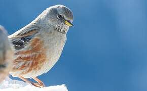 Alpine Accentor