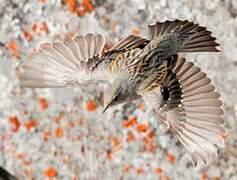 Alpine Accentor