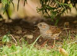 Dunnock