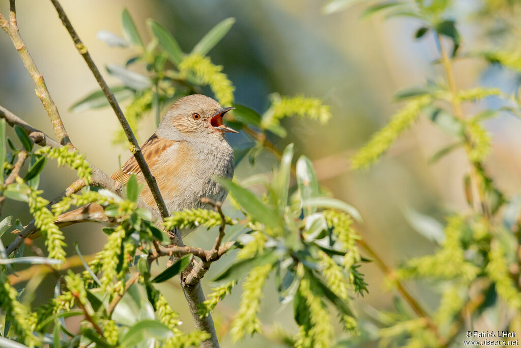 Dunnock