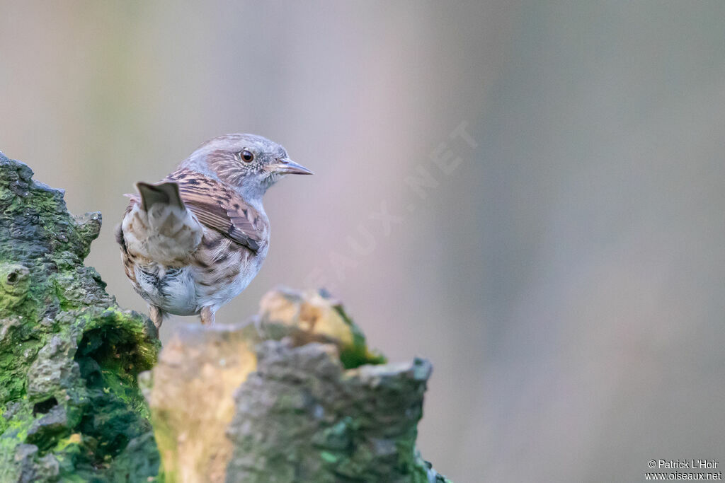 Dunnock