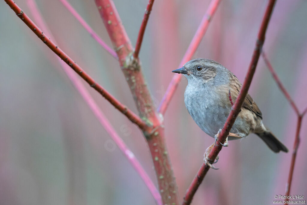 Dunnock