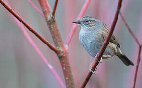 Dunnock