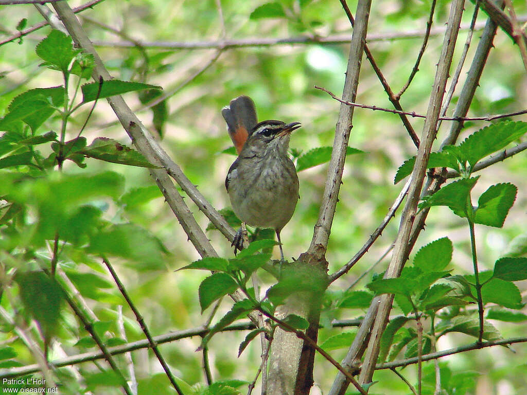 Brown-backed Scrub Robinadult, close-up portrait