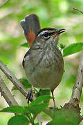 Brown-backed Scrub Robin