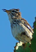 White-browed Scrub Robin