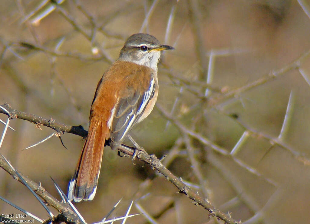 White-browed Scrub Robinadult breeding, pigmentation