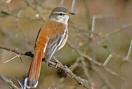 White-browed Scrub Robin