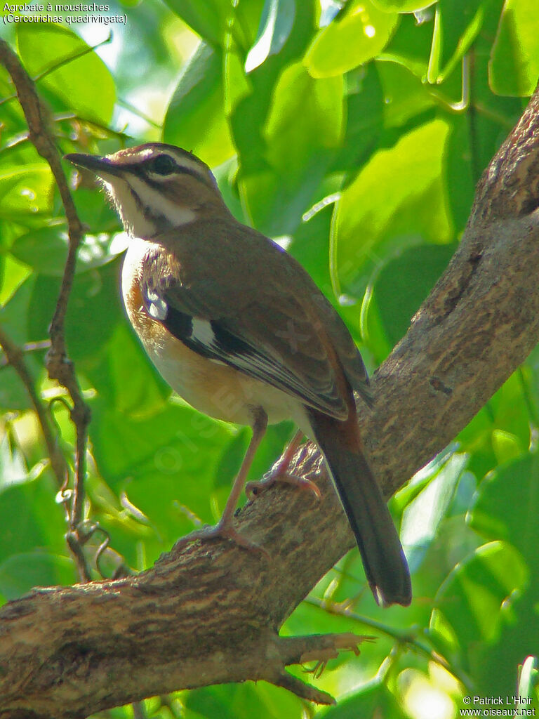 Bearded Scrub Robin