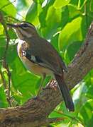 Bearded Scrub Robin