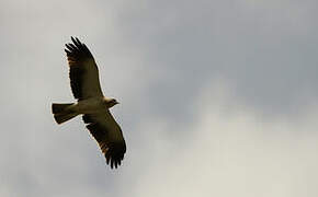 Booted Eagle