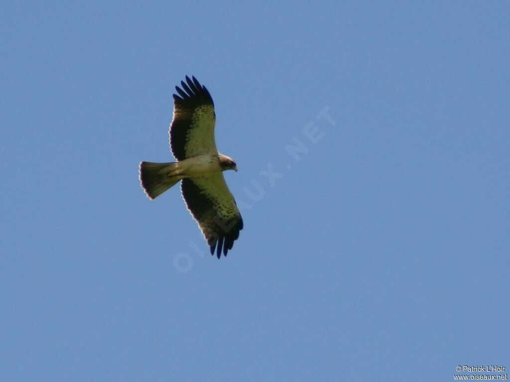 Booted Eagle