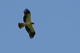 Booted Eagle