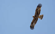 Aigle botté
