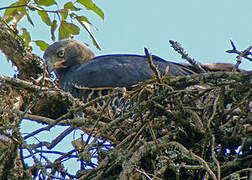 Crowned Eagle