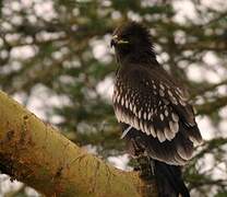 Greater Spotted Eagle