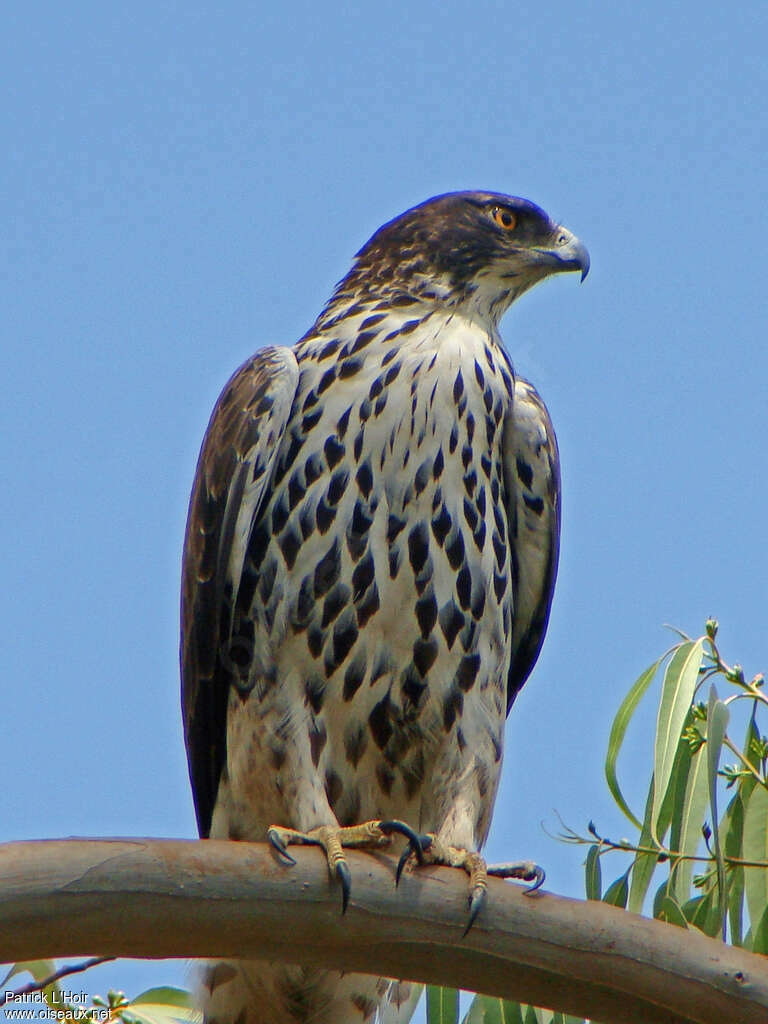 Aigle d'Ayresadulte, identification