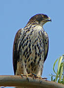 Ayres's Hawk-Eagle