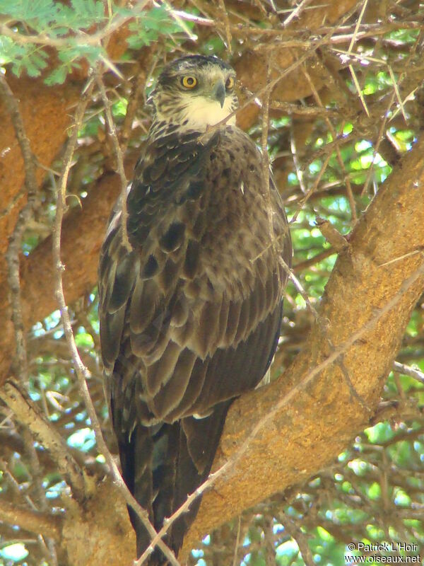 Ayres's Hawk-Eagleimmature