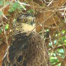 Aigle d'Ayres
