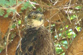 Ayres's Hawk-Eagle