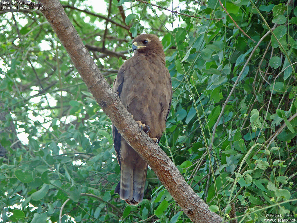 Aigle de Wahlberg