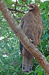 Aigle de Wahlberg