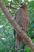 Wahlberg's Eagle