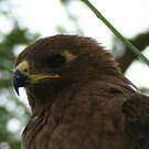 Aigle de Wahlberg