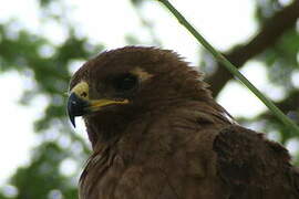 Wahlberg's Eagle