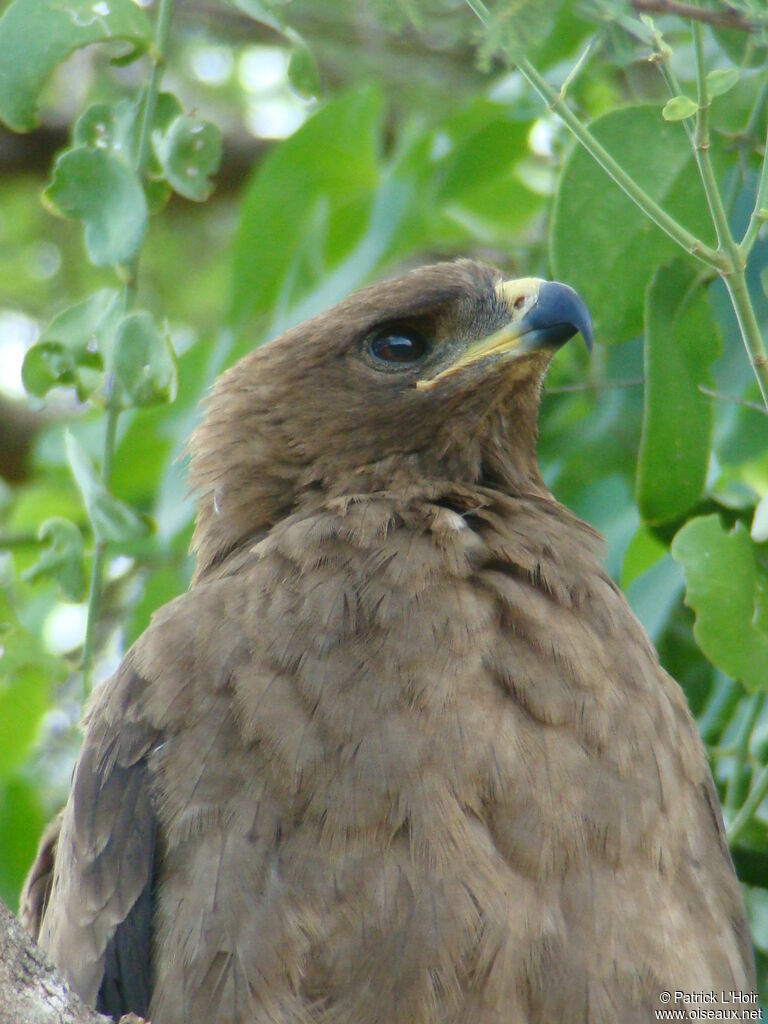 Aigle de Wahlberg