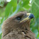 Aigle de Wahlberg