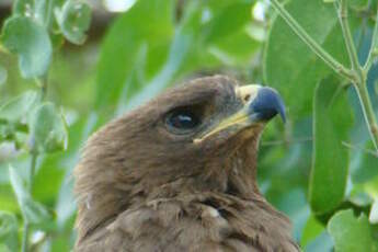 Aigle de Wahlberg