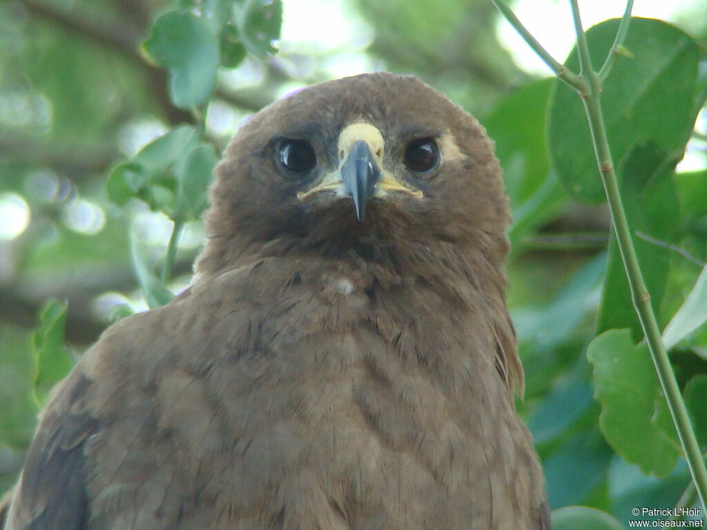 Wahlberg's Eagle