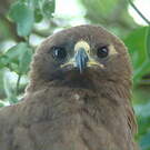 Aigle de Wahlberg