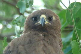 Wahlberg's Eagle