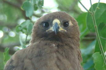 Aigle de Wahlberg