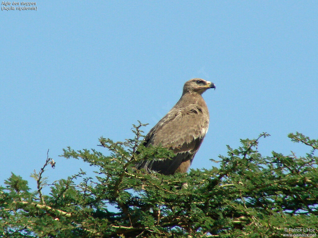 Aigle des steppes