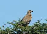 Aigle des steppes