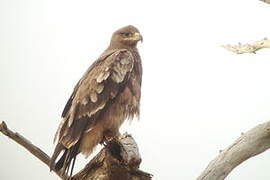 Steppe Eagle