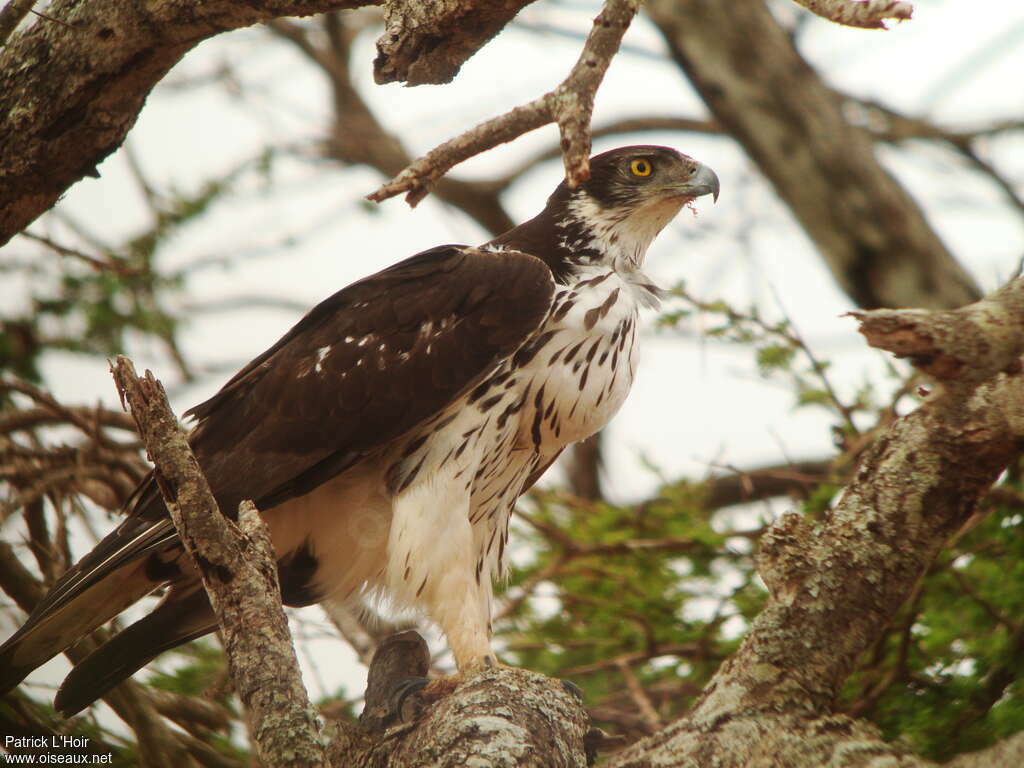 Aigle fasciéadulte, identification